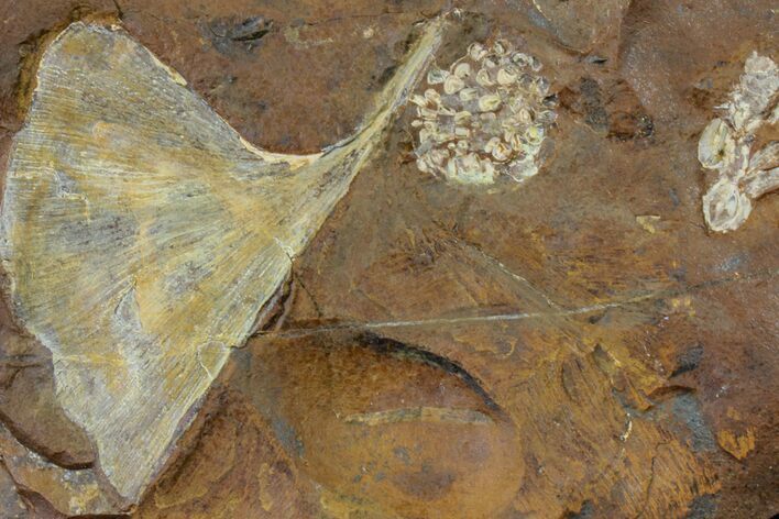 Fossil Ginkgo Leaf and Fruit From North Dakota - Paleocene #156243